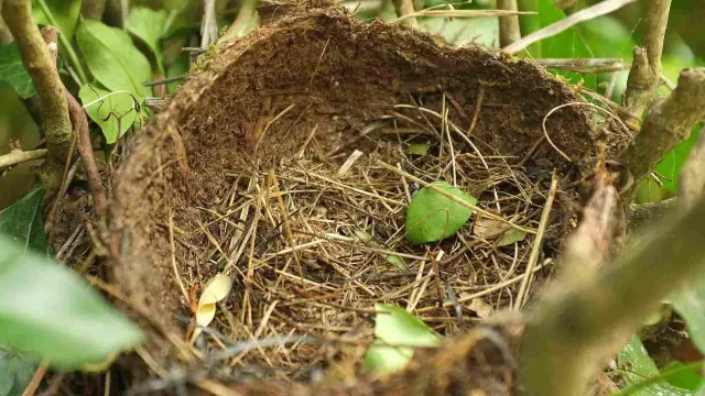 An empty bird nest among leaves